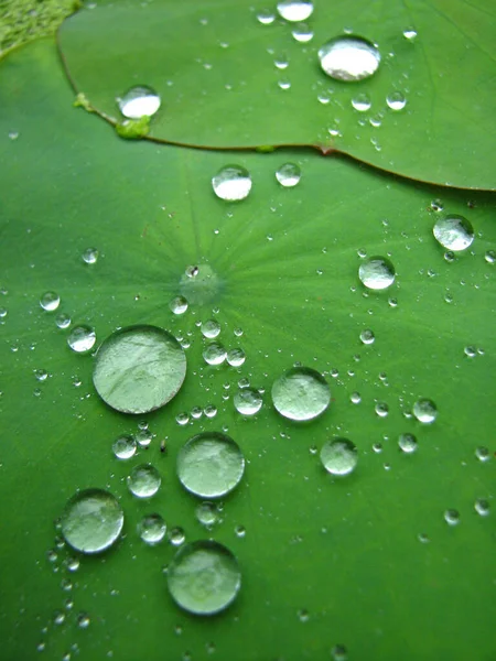 Vertical Selective Focus Shot Waterdrops Vibrant Green Lotus Leaf Texture — Stock Photo, Image