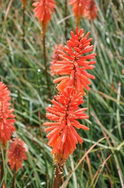 Vertical Shot Beautiful Kniphofia Nancy Red Flower Background Field Flowers — Stock Photo, Image