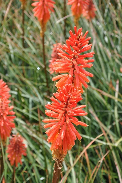 Pionowe Ujęcie Pięknego Kniphofia Nancy Czerwony Kwiat Tle Pola Kwiatami — Zdjęcie stockowe