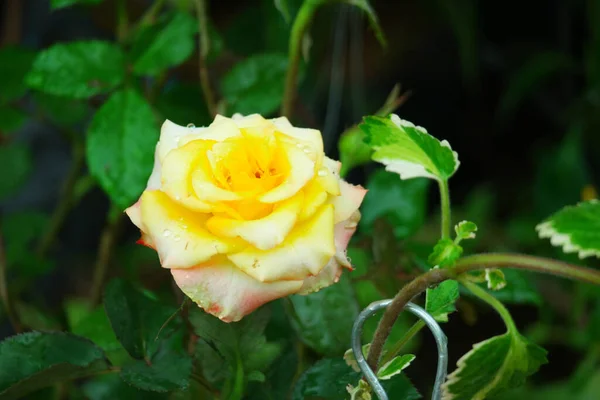 Mise Point Sélective Une Belle Rose Jaune Avec Des Gouttelettes — Photo
