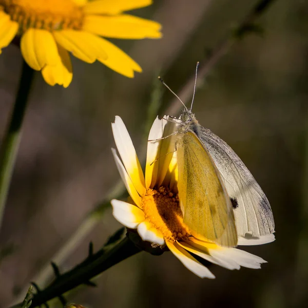 花に白い蝶の美しいクローズアップ — ストック写真