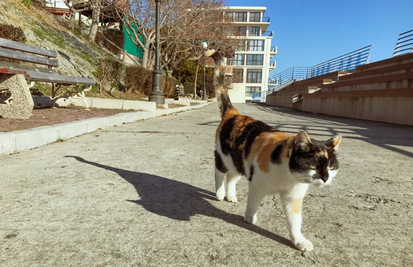 Adorable Colorido Gato Callejero Peludo Caminando Por Calle — Foto de Stock