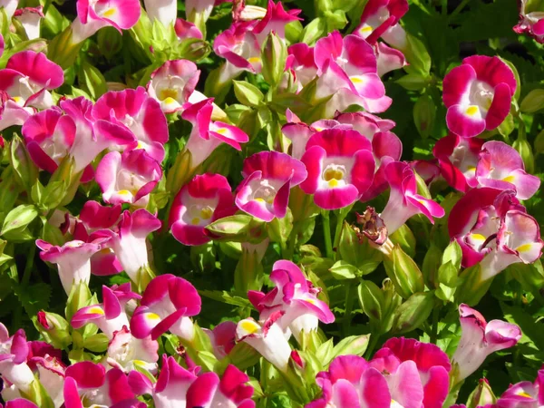 Shallow Focus Closeup Shot Pink Wishbone Flowers Garden — Stock Photo, Image