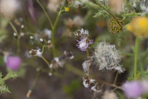 一个带有紫色花朵和植物的野外特写镜头 — 图库照片