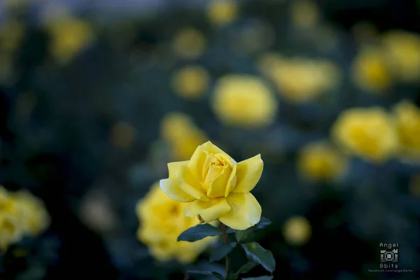 Close Uma Rosa Amarela Jardim Com Fundo Borrado — Fotografia de Stock