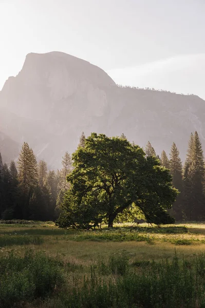 Vertical Shot Green Tree Forest Mountains Background — Stock Photo, Image