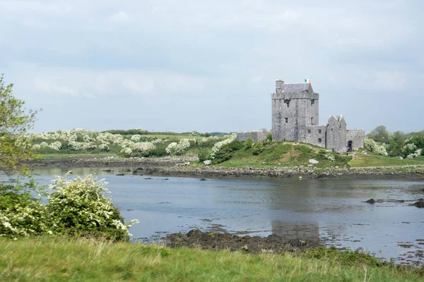 Középkori Dunguaire Kastély Galway Öbölben Írország — Stock Fotó