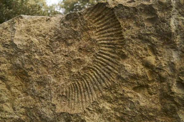 Primer Plano Una Piedra Marrón Para Textura Fondo Fondo Pantalla — Foto de Stock