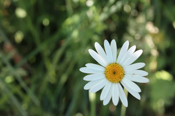 Primer Plano Una Flor Manzanilla Campo Iluminado Por Sol — Foto de Stock