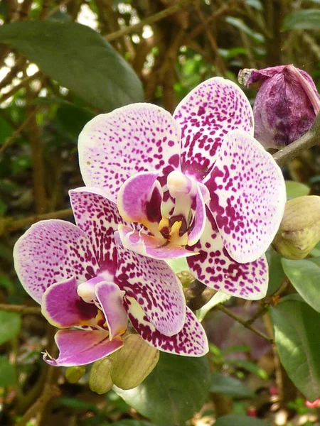 Primer Plano Orquídeas Lindas Bajo Luz Del Sol —  Fotos de Stock