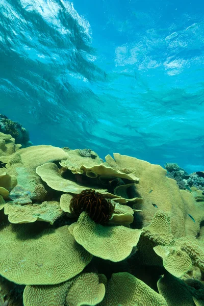 Pionowy Strzał Koralowców Umieszczonych Przezroczystej Niebieskiej Wodzie — Zdjęcie stockowe