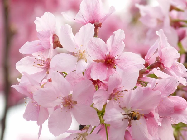 Selective Focus Shot Bunch Pink Cherry Blossoms Tree — Stock Photo, Image