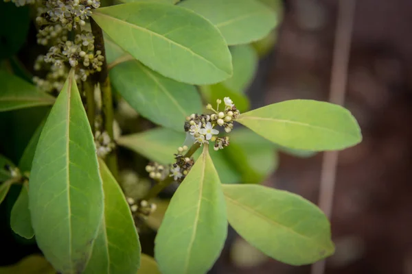 Closeup Shot Bush Blossoming White Flowers Green Leaves — Stock Photo, Image