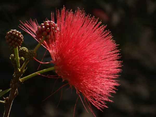 Eine Flache Fokusaufnahme Einer Roten Lebendigen Calliandra Blume Verschwommenen Hintergrund — Stockfoto