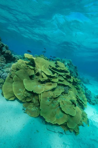 Colpo Verticale Coralli Situato Nella Limpida Acqua Blu — Foto Stock