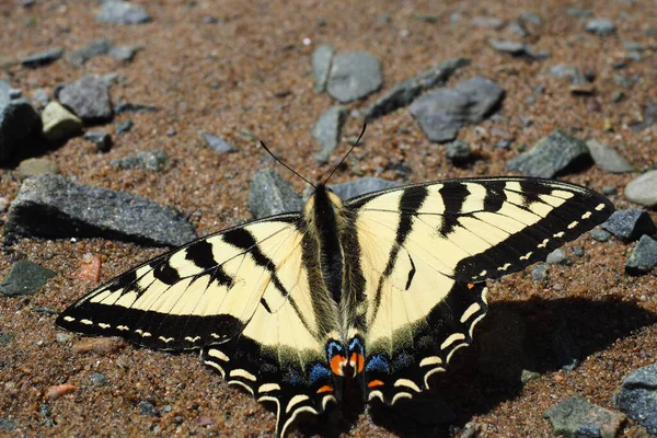 Ένα Κοντινό Πλάνο Μιας Κίτρινης Πεταλούδας Στο Έδαφος — Φωτογραφία Αρχείου