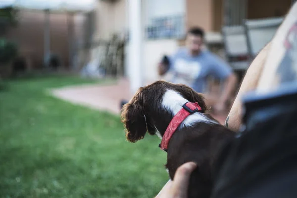 Selektiv Fokusbild Person Som Håller Springer Spaniel Valp — Stockfoto