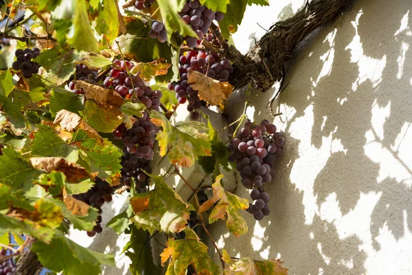 Low Angle Shot Grapes Vines — Stock Photo, Image