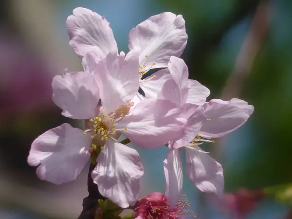 Ένα Κοντινό Πλάνο Όμορφα Άνθη Κερασιάς Θολή Φόντο — Φωτογραφία Αρχείου