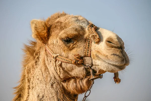 Das Porträt Eines Kamels Der Wüste — Stockfoto