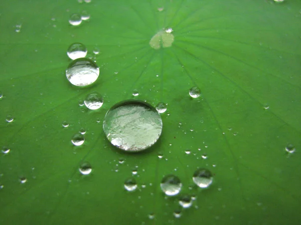 Tiro Foco Seletivo Gotas Água Uma Textura Folha Lótus Verde — Fotografia de Stock