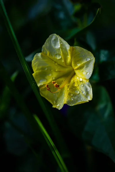Primer Plano Vertical Enfoque Superficial Una Flor Amarilla Mirabilis Parque — Foto de Stock