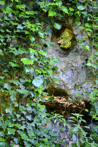 石の上に緑の登山ツタの植物の垂直ショット — ストック写真