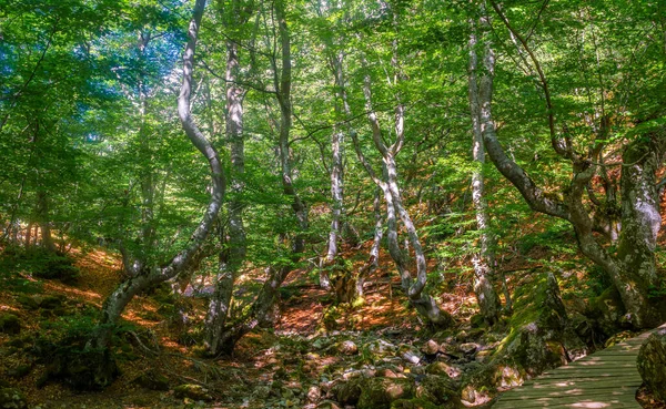 Низький Кутовий Кадр Букового Лісу Під Назвою Федо Сінера Розташованого — стокове фото