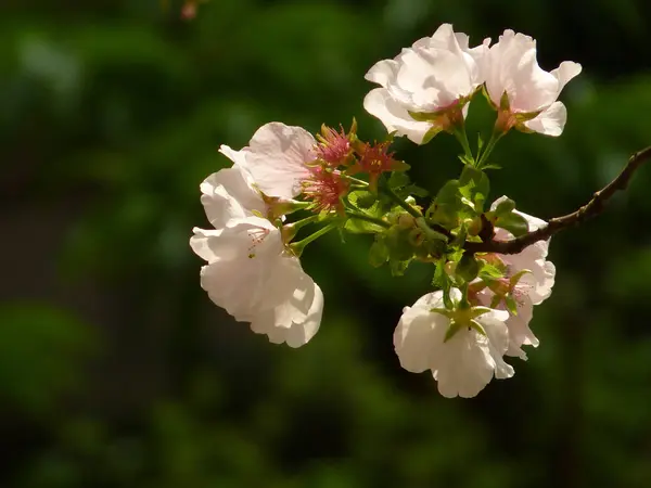 桜の木の枝に桜の選択的フォーカスショット — ストック写真