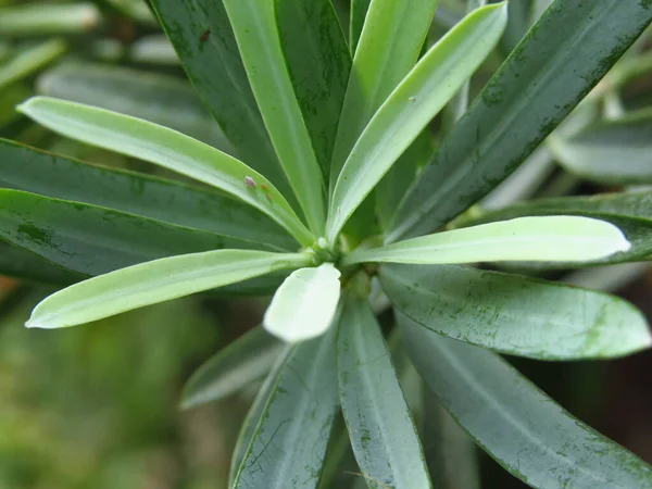 Nahaufnahme Einer Grünen Agave Pflanze Auf Verschwommenem Hintergrund — Stockfoto