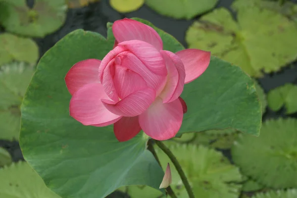 Gros Plan Une Fleur Lotus Rose Dans Jardin — Photo