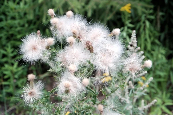 Die Wunderschön Blühenden Flauschigen Weißen Löwenzahnblüten — Stockfoto