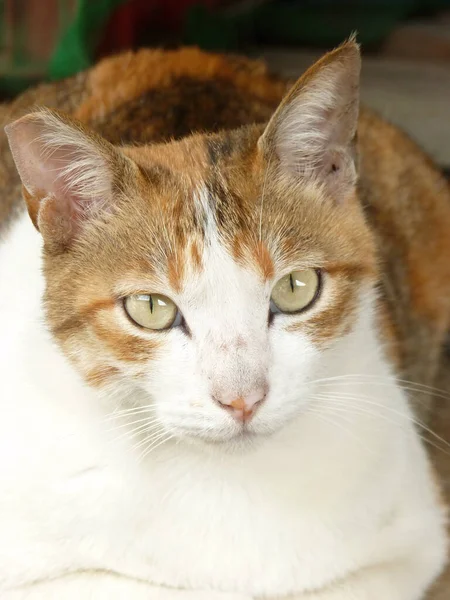 Närbild Skott Söt Inhemsk Vit Och Orange Katt — Stockfoto