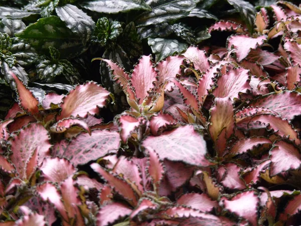 Een Oppervlakkige Focus Close Shot Van Paarse Fittonia Bloemen Een — Stockfoto