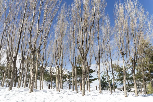 在清澈的天空背景下 山上的一帧美丽的树 — 图库照片