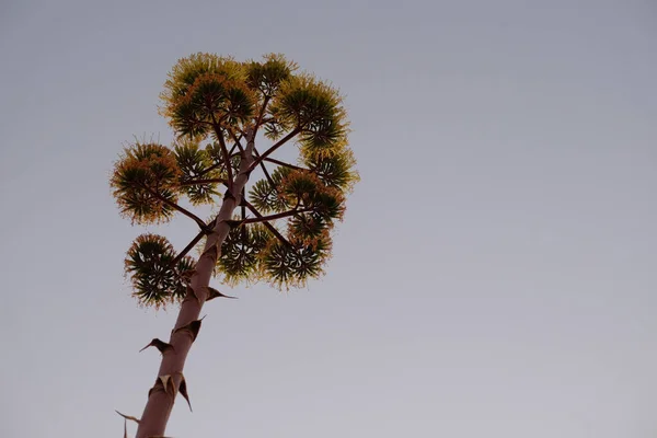 Vue Angle Bas Arbre Sur Fond Ciel — Photo