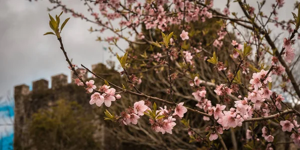 Uma Bela Foto Flores Árvores Frutíferas Fundo Antigo Castelo Caminho — Fotografia de Stock