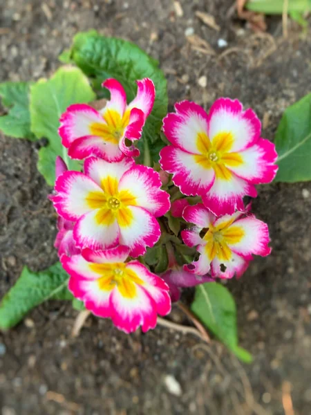 美丽的粉红色 白色和黄色的报春花在花园中的垂直拍 — 图库照片