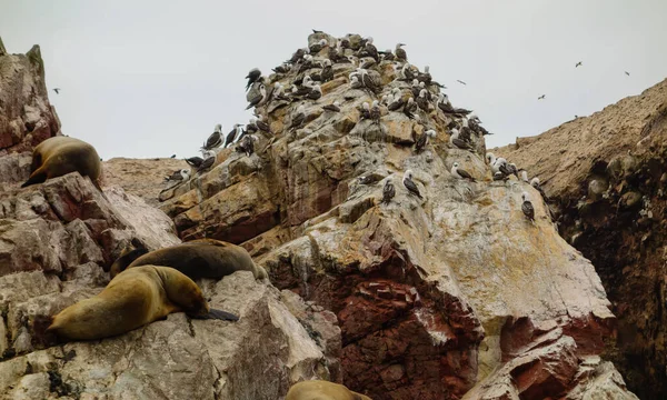 Die Tierwelt Den Klippen Des Nationalparks Der Ballestas Inseln Pisco — Stockfoto