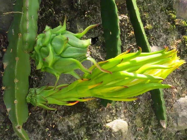 Eine Nahaufnahme Von Grünen Pitaya Früchten Boden — Stockfoto