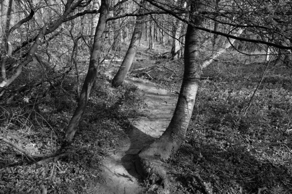 Graustufenaufnahme Eines Von Bäumen Umgebenen Weges Wald — Stockfoto