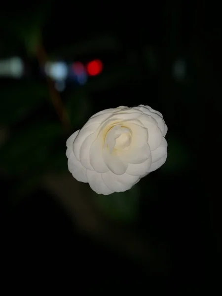 Disparo Vertical Una Camelia Japonesa Blanca Oscuridad — Foto de Stock