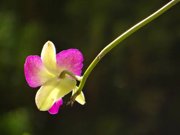 Eine Flache Fokusaufnahme Einer Lebendigen Orchideenblume Verschwommenen Hintergrund — Stockfoto