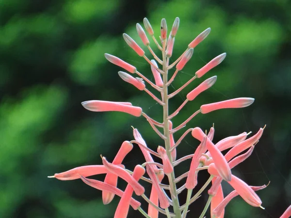 Primo Piano Dei Bellissimi Gigli Che Sbocciano Giardino — Foto Stock