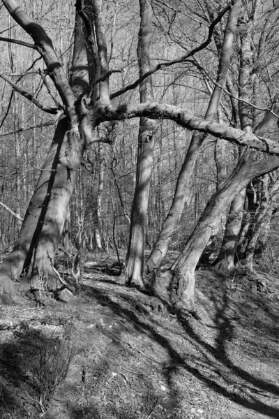 Una Toma Escala Grises Los Árboles Secos Grandes Bosque —  Fotos de Stock