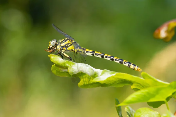 Gros Plan Gomphus Pulchellus Sous Lumière Soleil — Photo