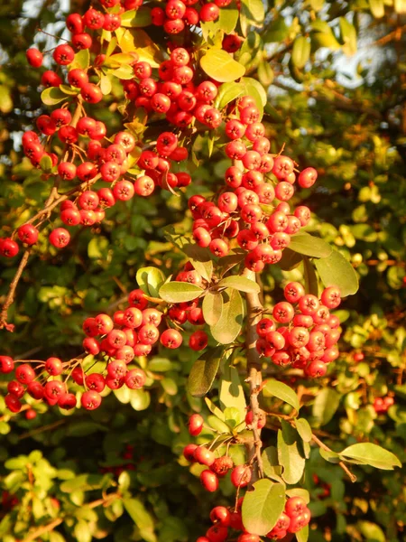 Plan Vertical Buisson Boule Neige Avec Des Baies Sur Fond — Photo