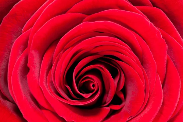 Gros Plan Des Beaux Pétales Une Rose Rouge Bon Pour — Photo