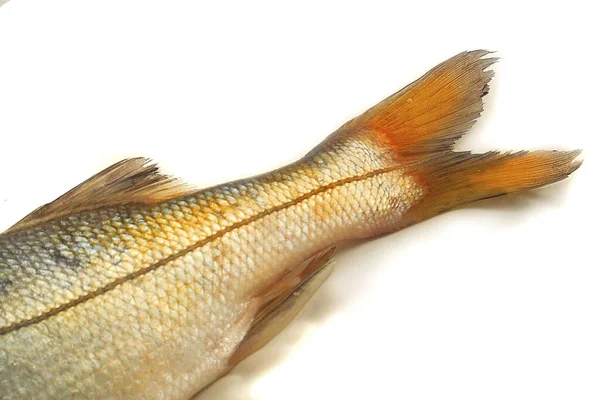 Närbild Svansen Färsk Tilapia Tonfisk — Stockfoto