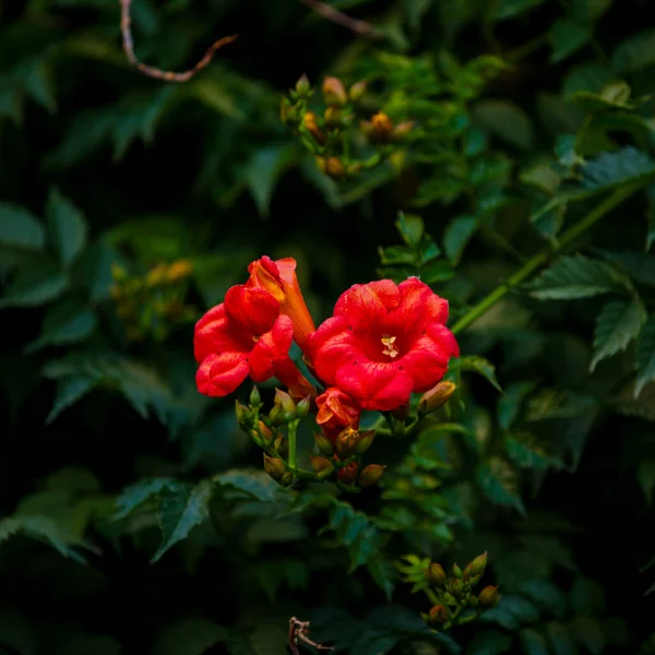 Selective Focus Shot Beautiful Red Flowers Captured Forest — Stock Photo, Image